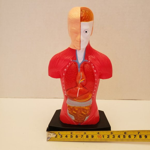 Medical Training Aid Torso Decor - Picture 3 of 9